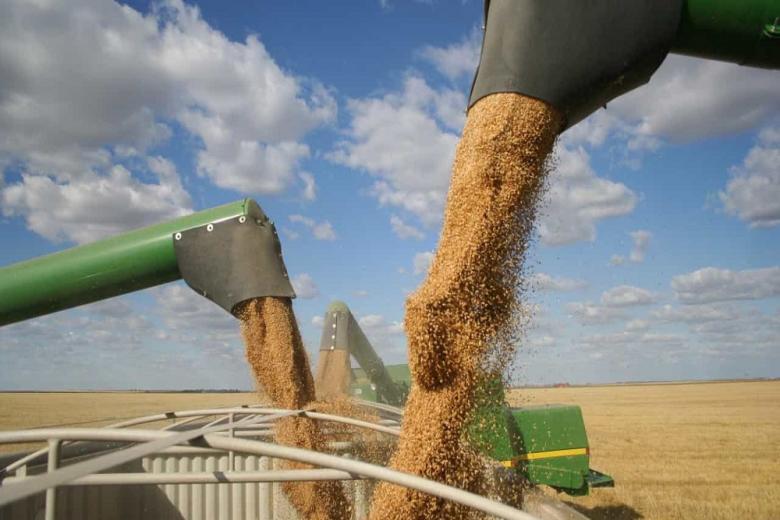 В ЛНР урожай зерна в 2023 году составил в 4 раза больше потребности